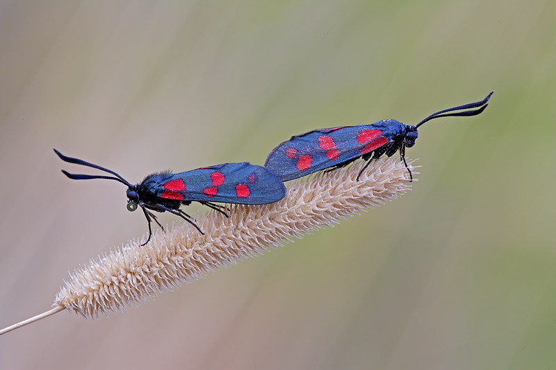 Zygaena filipendulae ?